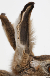 Hare  1 ear 0003.jpg